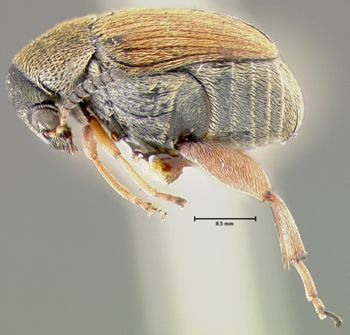 Media type: image;   Entomology 25050 Aspect: habitus lateral view